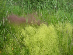 Agrostis canina