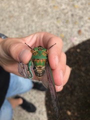Macrotristria sylvara