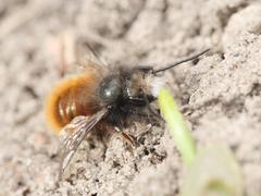 Osmia cornuta
