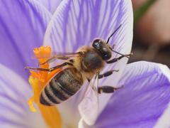 Apis mellifera