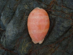 Lyncina leviathan titan