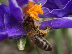 Apis mellifera