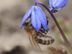 Apis mellifera