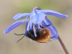 Osmia cornuta