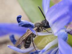Andrena