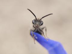 Andrena