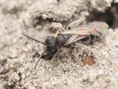 Andrena
