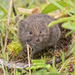 Wood Lemming - Photo (c) Анна Голубева, some rights reserved (CC BY-NC-ND), uploaded by Анна Голубева