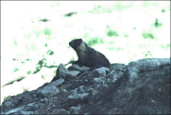 Marmota