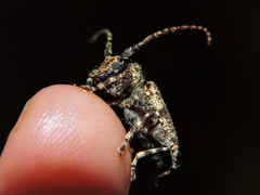 Aegomorphus circumflexus