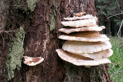 Fungi