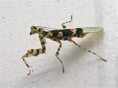 Pseudocreobotrina