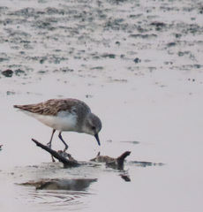 Calidris ruficollis