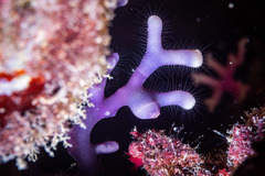 Distichopora violacea