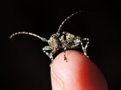 Aegomorphus circumflexus