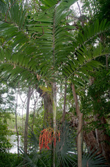 Ptychosperma elegans