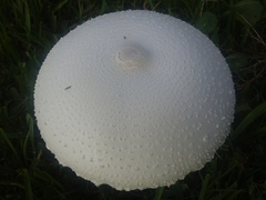 Macrolepiota dolichaula
