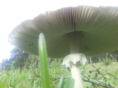 Macrolepiota dolichaula