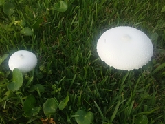 Macrolepiota dolichaula