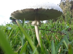 Macrolepiota dolichaula