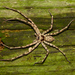 Pantropical Huntsman Spider - Photo (c) Cheng-Tao Lin, some rights reserved (CC BY), uploaded by Cheng-Tao Lin