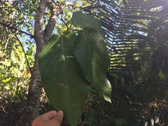 Ficus scabra