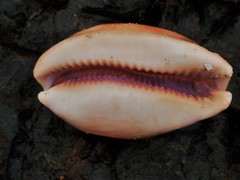 Lyncina leviathan titan