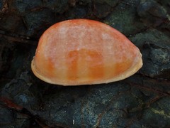 Lyncina leviathan titan