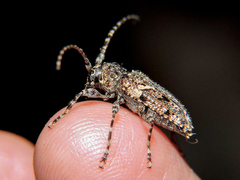 Aegomorphus circumflexus
