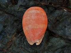 Lyncina leviathan titan