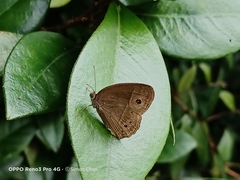 Mycalesis perseoides