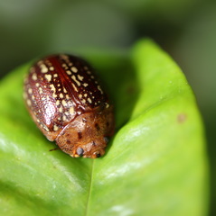 Paropsisterna cernua