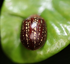 Paropsisterna cernua
