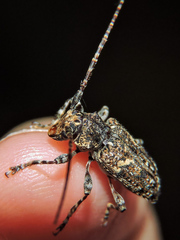 Aegomorphus circumflexus