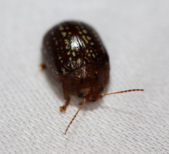 Paropsisterna cernua