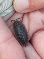 Porcellio hoffmannseggii