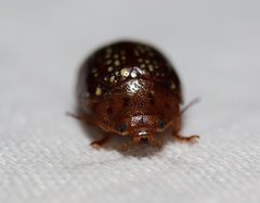 Paropsisterna cernua