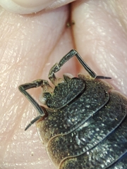 Porcellio hoffmannseggii