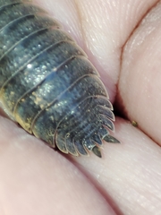 Porcellio hoffmannseggii