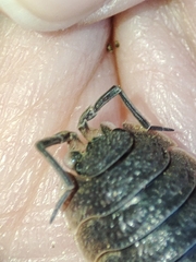 Porcellio hoffmannseggii