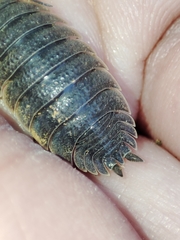 Porcellio hoffmannseggii