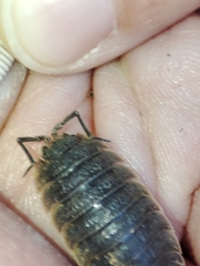 Porcellio hoffmannseggii