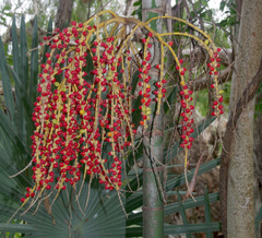 Ptychosperma elegans