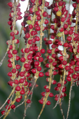 Ptychosperma elegans