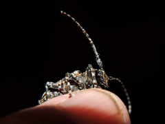 Aegomorphus circumflexus