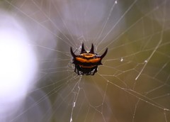 Gasteracantha curvispina