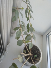 Magnoliopsida