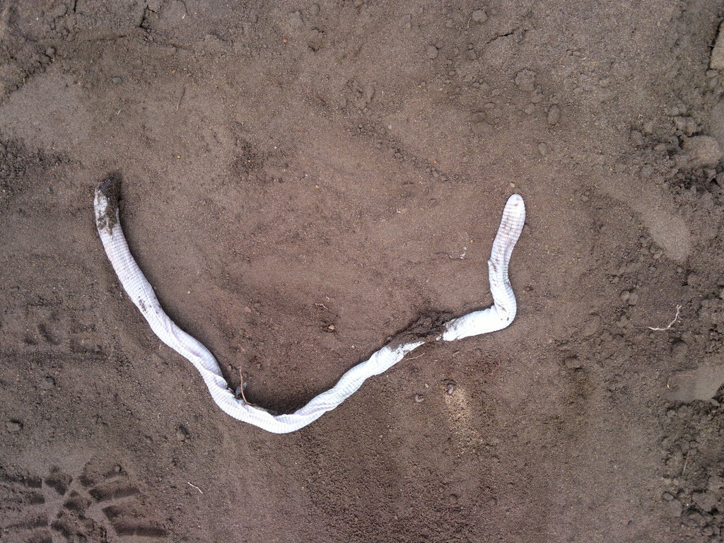 Helmeted Worm Lizard