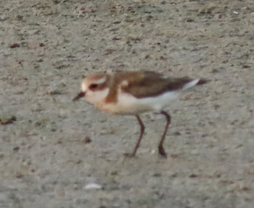 Chorlitejo mongol chico (Charadrius mongolus)