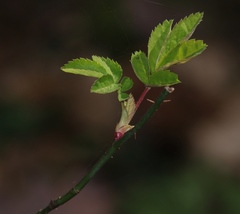 Rosa arvensis
